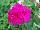 Vivero International: Geranium  'Dandy Violet' 