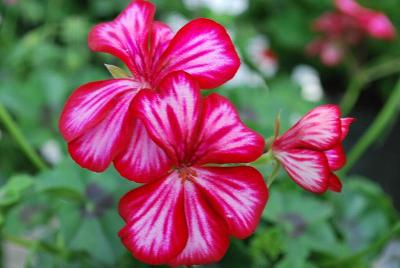 Geranium pac® 'Shiva Mex'