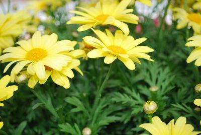 Argyranthemum WFL® 'Beauty Yellow'