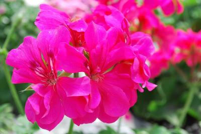 Geranium GEN® Big5 'Neon Pink'