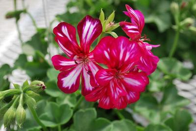 Geranium GEN® Lollipop 'Purple Nova'