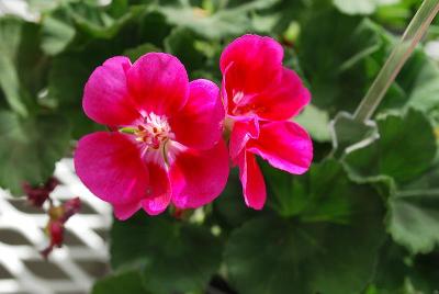 GEN® Hot Spot Geranium Pink 