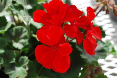 Vivero International: GEN® Belmonte Geranium Red 