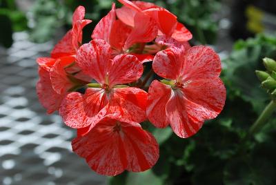 Vivero International: GEN® Flic Flac Geranium Red 