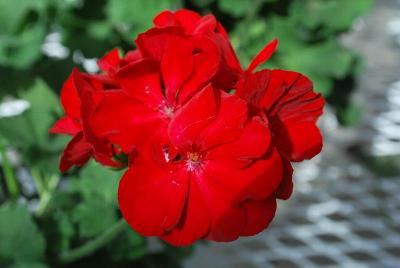 GEN® Xtreme Geranium Red 