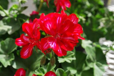 Vivero International: GEN® Lollipop Geranium Cherry 