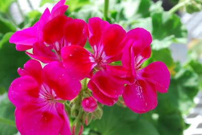 GEN® Hot Spot Geranium 'Purple'