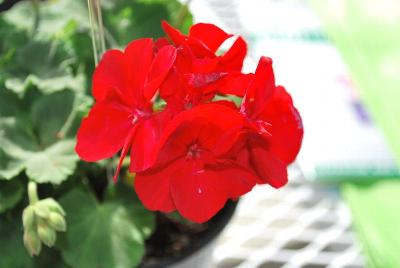 GEN® Trend Geranium Dark Red 