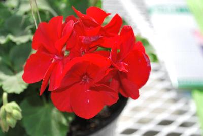 GEN® Trend Geranium Dark Red 