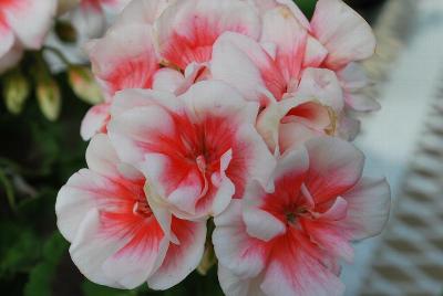 Geranium pac® Elanos® 'Rose Picotee'