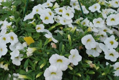 Vivero International: WFL® Celebration Calibrachoa White 