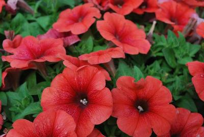 Vivero International: WFL® Pefectunia® Petunia Orange 