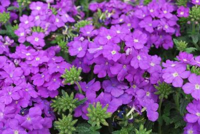 Vivero International: WFL® Estrella UP Verbena Blueberry 