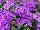 Vivero International: Verbena  'Blueberry' 