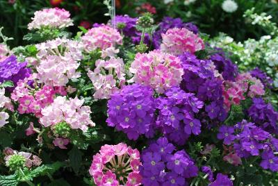 Vivero International: COMBO Verbena 