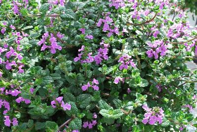 Stachys WFL® 'Lilac Falls'