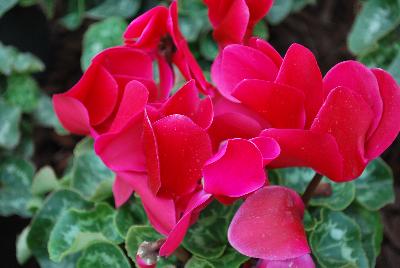 Schoneveld Breeding: SuperSerie® Cyclamen Mammoth® 