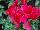 Schoneveld Breeding: Cyclamen  'Mammoth®' 