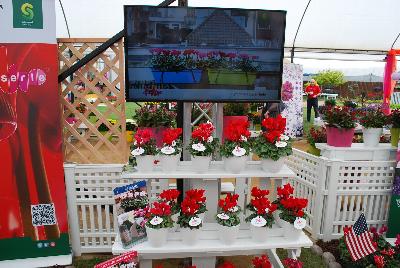  SuperSerie® Cyclamen  Mammoth®: Cyclamen on display at Schoneveld Breeding as seen @ GroLink, Spring Trials 2016.