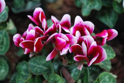 Cyclamen SuperSerie® 'Mini Winter®'