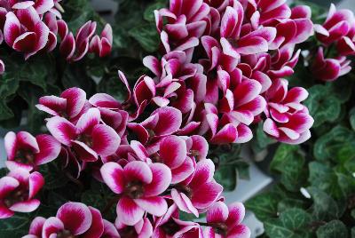 Cyclamen SuperSerie® 'Mini Winter®'