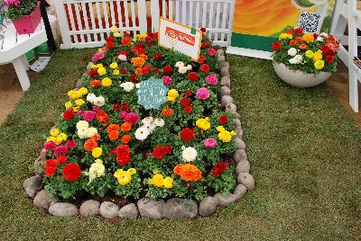  Sprinkles® Ranunculus  : On display @ Schoneveld Breeding as seen @ GroLink, Spring Trials 2016.