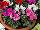 Schoneveld Breeding: Cyclamen  'Micro' 