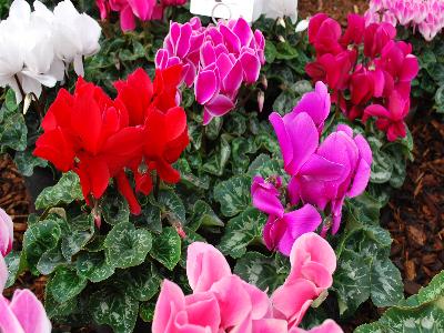 Superserie Cyclamen XL 