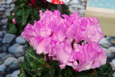 Cyclamen Jive 'Light Pink'