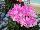 Schoneveld Breeding: Cyclamen  'Light Pink' 