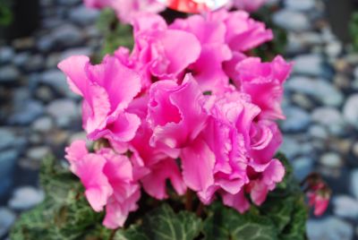 Schoneveld Breeding: Jive Cyclamen Pink 