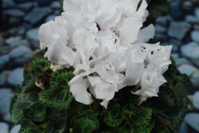 Cyclamen Jive 'White'