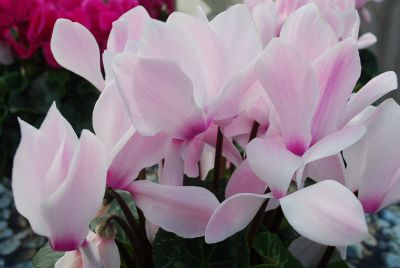 Cyclamen Mammoth™ 'Fuchsia'