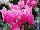 Schoneveld Breeding: Cyclamen  'Pink' 