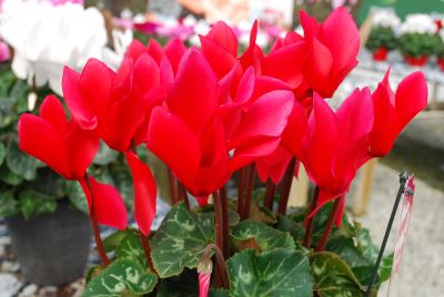 Cyclamen Mammoth™ 'Red'