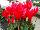 Schoneveld Breeding: Cyclamen  'Red' 