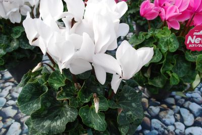 Cyclamen Mammoth™ 'White'