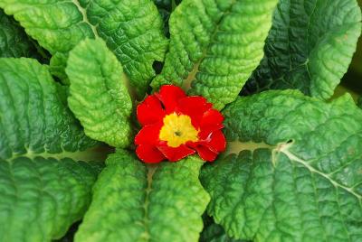 As seen @ Schoneveld Spring Trials 2014: Primula_Paradiso: On Display @ Schoneveld Spring Trials @ Grolink, Oxnard, CA, April 5-10, 2014.