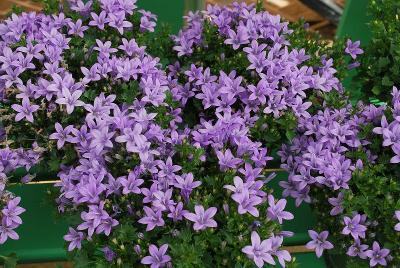 Addenda® Limonium Ambella 