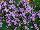 Schoneveld Breeding: Limonium  'Ambella' 