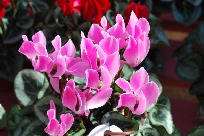 Cyclamen SuperSerie® 'Da Vinci'