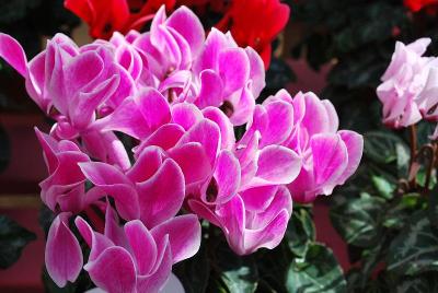 SuperSerie® Cyclamen Allure® 