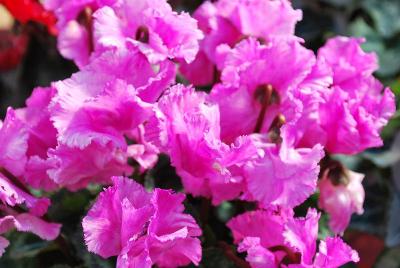 Cyclamen SuperSerie® 'Jive'