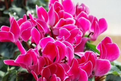 SuperSerie® Cyclamen Picasso 