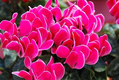 Cyclamen SuperSerie® 'Carino'