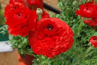 Ranunculus Sprinkles 'Red'