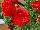 Schoneveld Breeding: Ranunculus  'Red' 