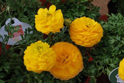 Sprinkles Ranunculus Yellow 