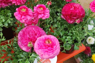 Sprinkles Ranunculus Pink 