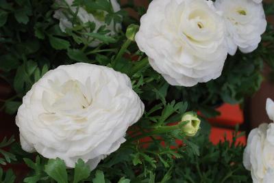 Sprinkles Ranunculus White 